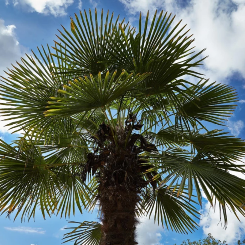windmill palm tree under beautiful blue sky