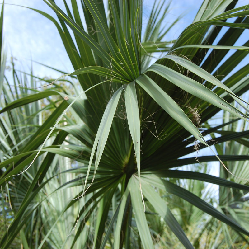 sabal palmetto leaf